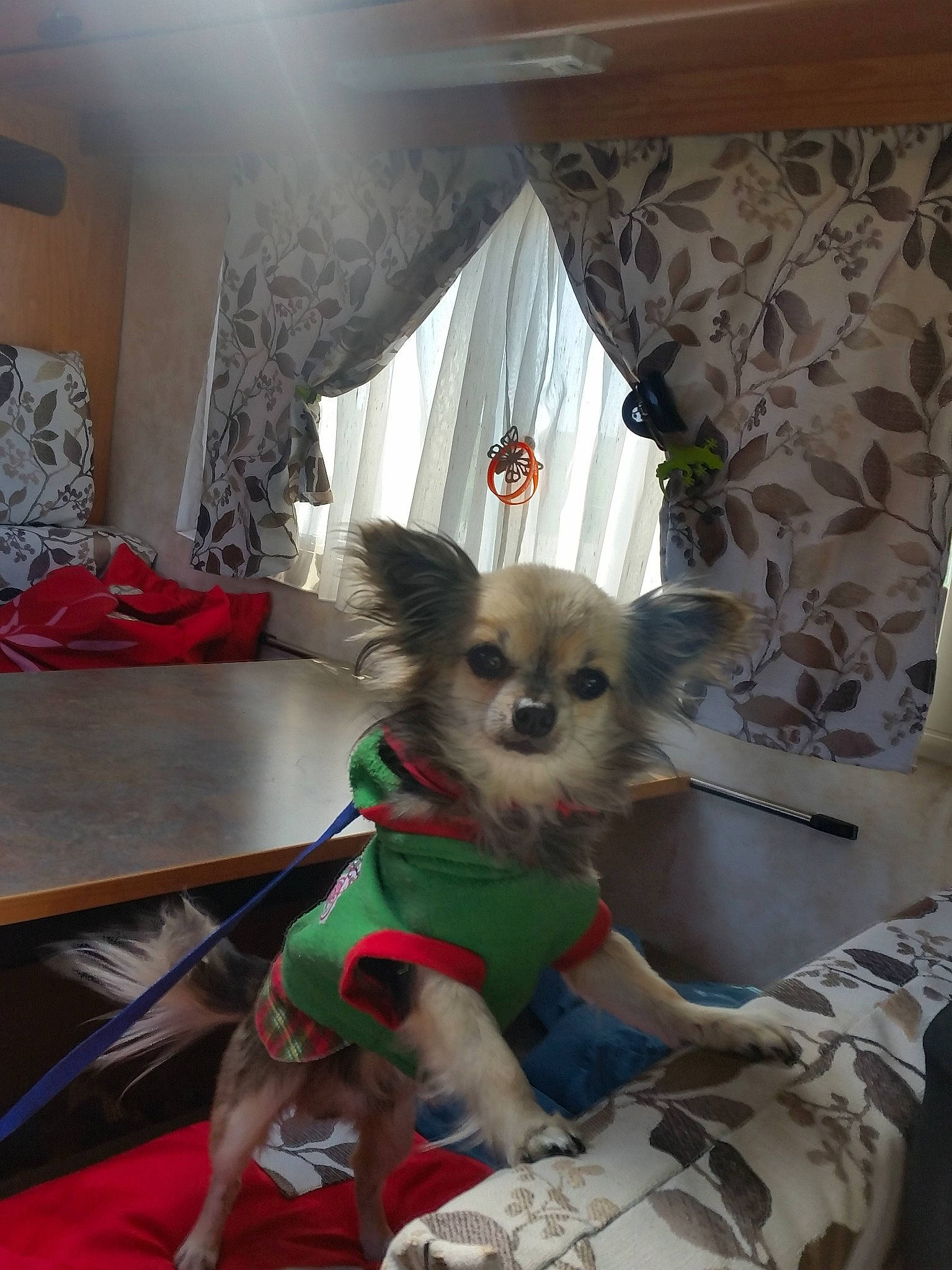 Ely participe au concours pour gagner de l'argent avec cette photo : canidae, carnivore, companion_dog, dog, dog_breed, fawn, mammal, puppy, room, toy_dog