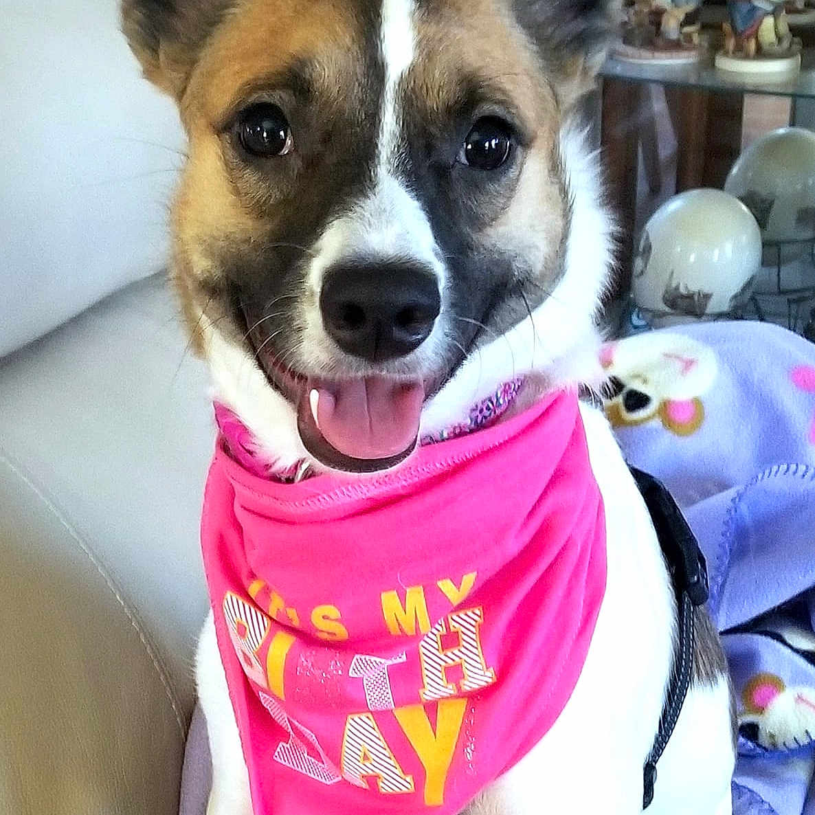 Addie joined the competition — help win amazing prizes! canidae, cardigan_welsh_corgi, carnivore, companion_dog, dog, dog_breed, dog_clothes, mammal, miniature_fox_terrier, rare_breed_dog, rat_terrier, snout, teddy_roosevelt_terrier, tenterfield_terrier, toy_fox_terrier, vertebrate