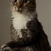 Kaydance joined the competition — help win amazing prizes! cat, tabby_cat, pet, animal, portrait, sitting, indoors, whiskers, ears, eyes, fur, wet_fur, white_chest, paws, serious_expression, dark_lighting, close_up, furniture, home, photography