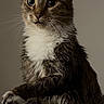 cat, tabby_cat, pet, animal, portrait, sitting, indoors, whiskers, ears, eyes, fur, wet_fur, white_chest, paws, serious_expression, dark_lighting, close_up, furniture, home, photography