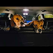 Scooby Et Rio a rejoint le concours — aidez-le/la à gagner de superbes lots ! animal, beagle, car_interior, companions, curious, cute, dog, domestic_animal, ears, face, headrest, indoor, leather_seat, looking, mammal, night, pets, portrait, two_animals, vehicle