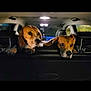 animal, beagle, car_interior, companions, curious, cute, dog, domestic_animal, ears, face, headrest, indoor, leather_seat, looking, mammal, night, pets, portrait, two_animals, vehicle
