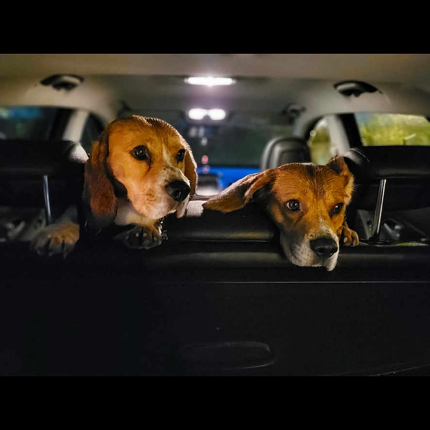 Scooby Et Rio a rejoint le concours — aidez-le/la à gagner de superbes lots ! animal, beagle, car_interior, companions, curious, cute, dog, domestic_animal, ears, face, headrest, indoor, leather_seat, looking, mammal, night, pets, portrait, two_animals, vehicle