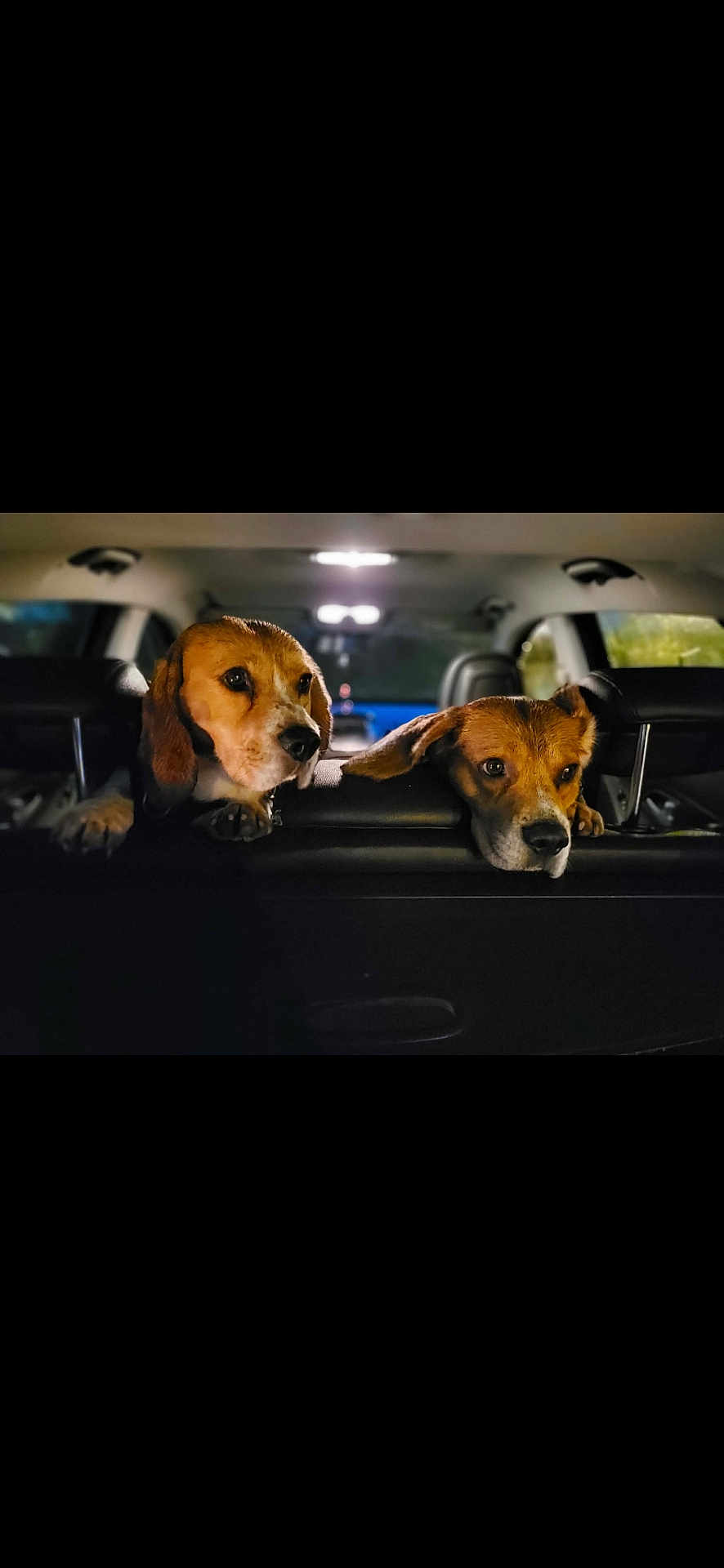Scooby Et Rio a rejoint le concours — aidez-le/la à gagner de superbes lots ! animal, beagle, car_interior, companions, curious, cute, dog, domestic_animal, ears, face, headrest, indoor, leather_seat, looking, mammal, night, pets, portrait, two_animals, vehicle