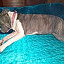 animal, blanket, brindle, canine, collar, cozy, dog, fur, home, indoor, lying_down, paw, peaceful, pet, quiet, relaxed, resting, sleeping, teal, white_markings