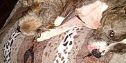 Cali is registered to the contest to win money with this photo: dog, bed, blanket, resting, sleeping, cozy, indoor, fur, animal, pet, brown, white, curly_fur, brindle, snuggling, companion, domestic, furniture, relaxing, closeup