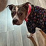 animal, brown_dog, canine, collar, colorful, curious, dog, domestic_animal, ears, floor, fur, indoor, looking_up, patterned_clothing, pet, pet_fashion, shirt, standing, white_paws, wooden_floor