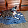 Cali is registered to the contest to win money with this photo: dog, brindle, collar, blanket, carpet, wooden_closet, indoor, pet, lying_down, curious, floor, canine, fur, ears, paw, domestic_animal, resting, mammal, household, animal