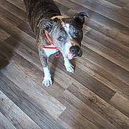 Cali is registered to the contest to win money with this photo: dog, brindle, collar, indoor, wood_floor, pet, curious, canine, animal, standing, heart_tag, brown, white_paws, looking_up, domestic, flooring, companion, friendly, house, mammal