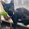 Izzy joined the competition — help win amazing prizes! animal, black_cat, cat, closeup, collar, curious, domestic, feline, houseplant, indoor, kitchen_sink, looking, natural_light, pet, potted_plant, screen, tag, window, windowsill, yellow_eyes