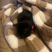Izzy joined the competition — help win amazing prizes! animal, black_cat, blanket, cat, comfort, couch, cozy, cute, domestic_cat, fur, furry, home, indoor, pet, plaid, relaxing, resting, sleeping, soft, warm