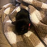 animal, black_cat, blanket, cat, comfort, couch, cozy, cute, domestic_cat, fur, furry, home, indoor, pet, plaid, relaxing, resting, sleeping, soft, warm
