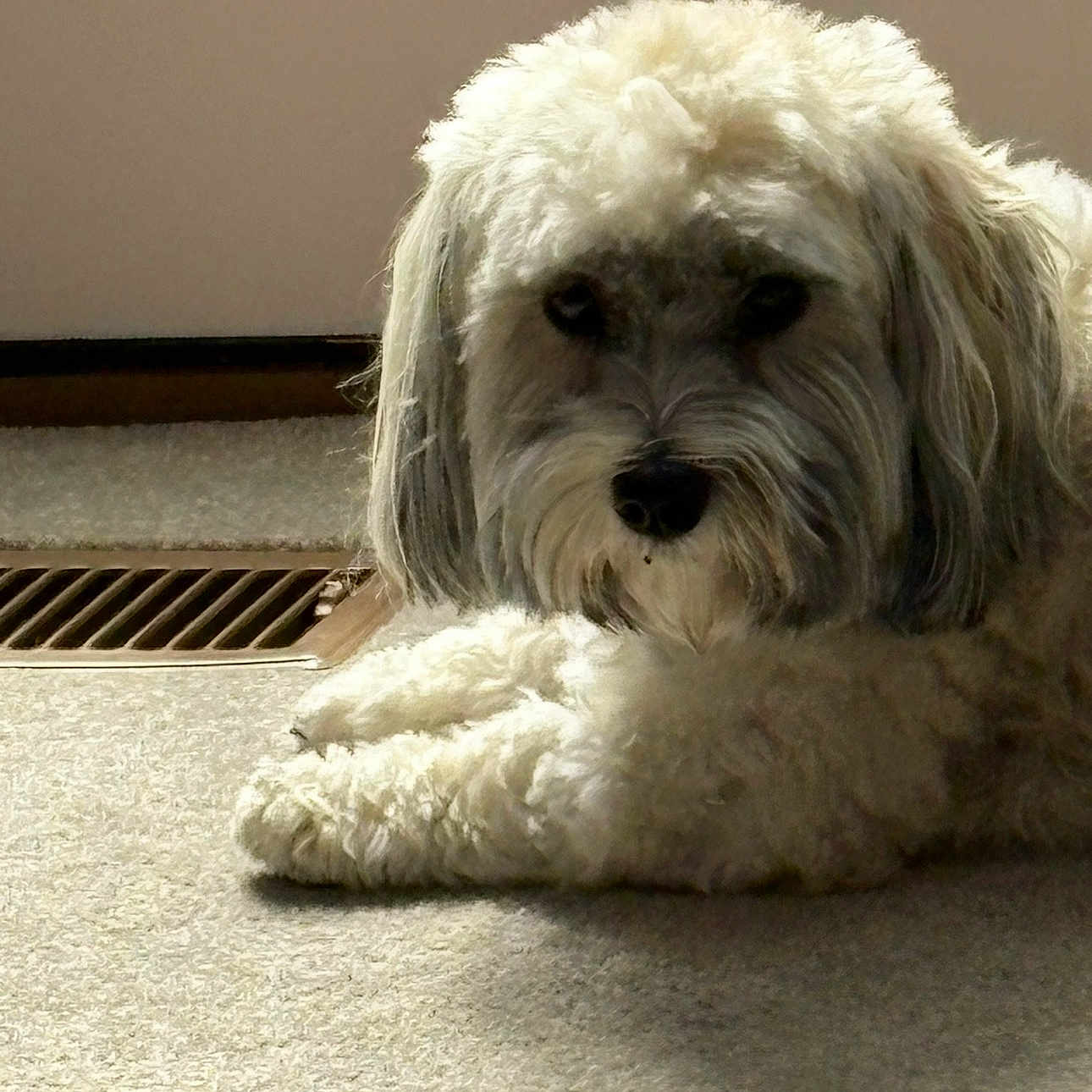 Winston Waffles joined the competition — help win amazing prizes! dog, indoor, carpet, vent, fluffy, pet, light, shadow, resting, canine, fur, home, quiet, calm, animal, cute, portrait, relaxed, neutral_background, companion