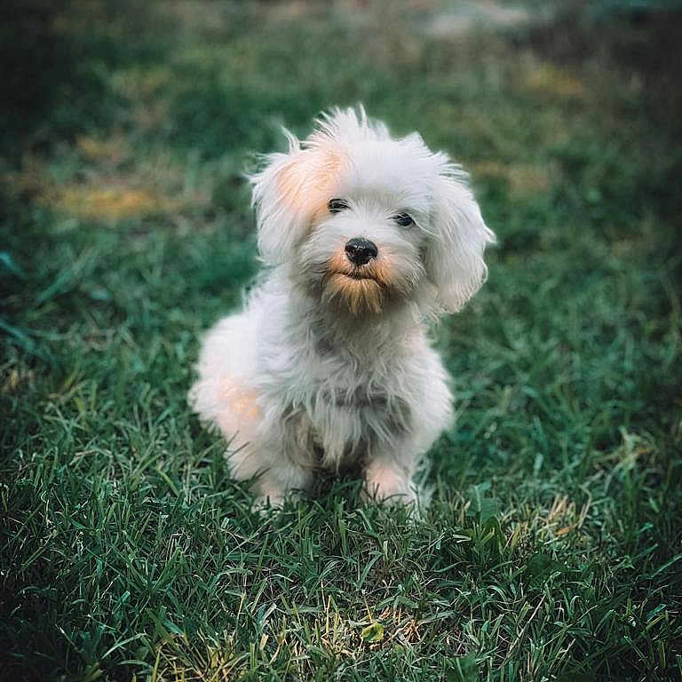 Unik participe au concours pour gagner de l'argent avec cette photo : affenpinscher, animal, ball, canine, dog, football, grass, lawn, person, pet, plant, poodle, puppy, soccer, soccerball, sport, terrier, vegetation, walkingdog, whitedog