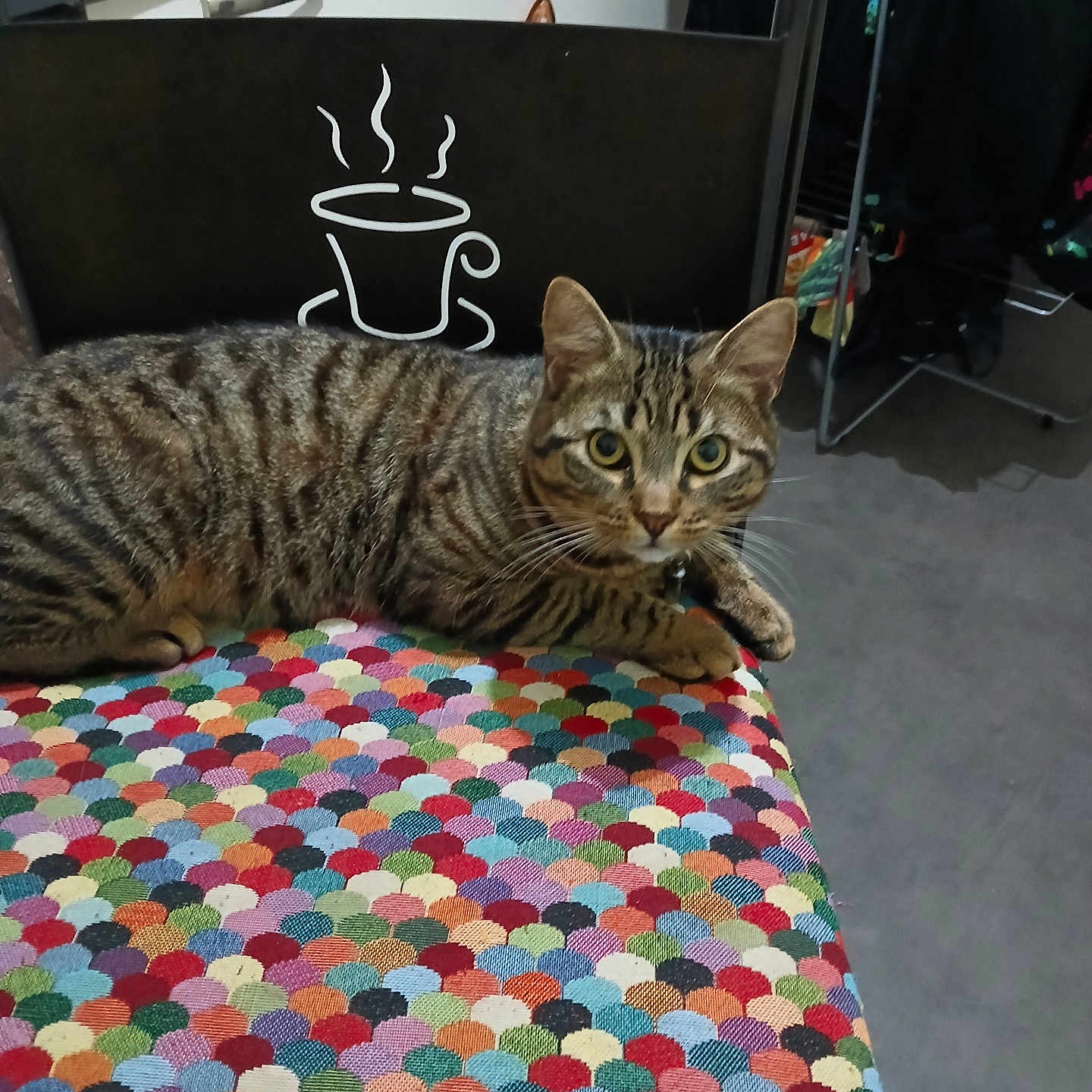 Evrard participe au concours pour gagner de l'argent avec cette photo : animal, cat, clothing, cup, cushion, face, footwear, furniture, head, homedecor, indoors, kitten, manx, person, pet, photography, portrait, quilt, shoe, table