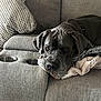 Magnus is registered to the contest to win money with this photo: blanket, close_up, collar, couch, cup_holder, dog, droopy_face, eyes, gray_color, indoor, large_breed, living_room, nose, pet, pillow, portrait, resting, sleepy, upholstery, wrinkled