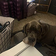 Magnus joined the competition — help win amazing prizes! brown_dog, carpet, chin_rest, close_up, cluttered_room, cozy_room, dog, face, furniture, indoor, large_dog, laundry_basket, luggage, mastiff_type, nose, paw, pet, sad_eyes, suitcase, table_edge