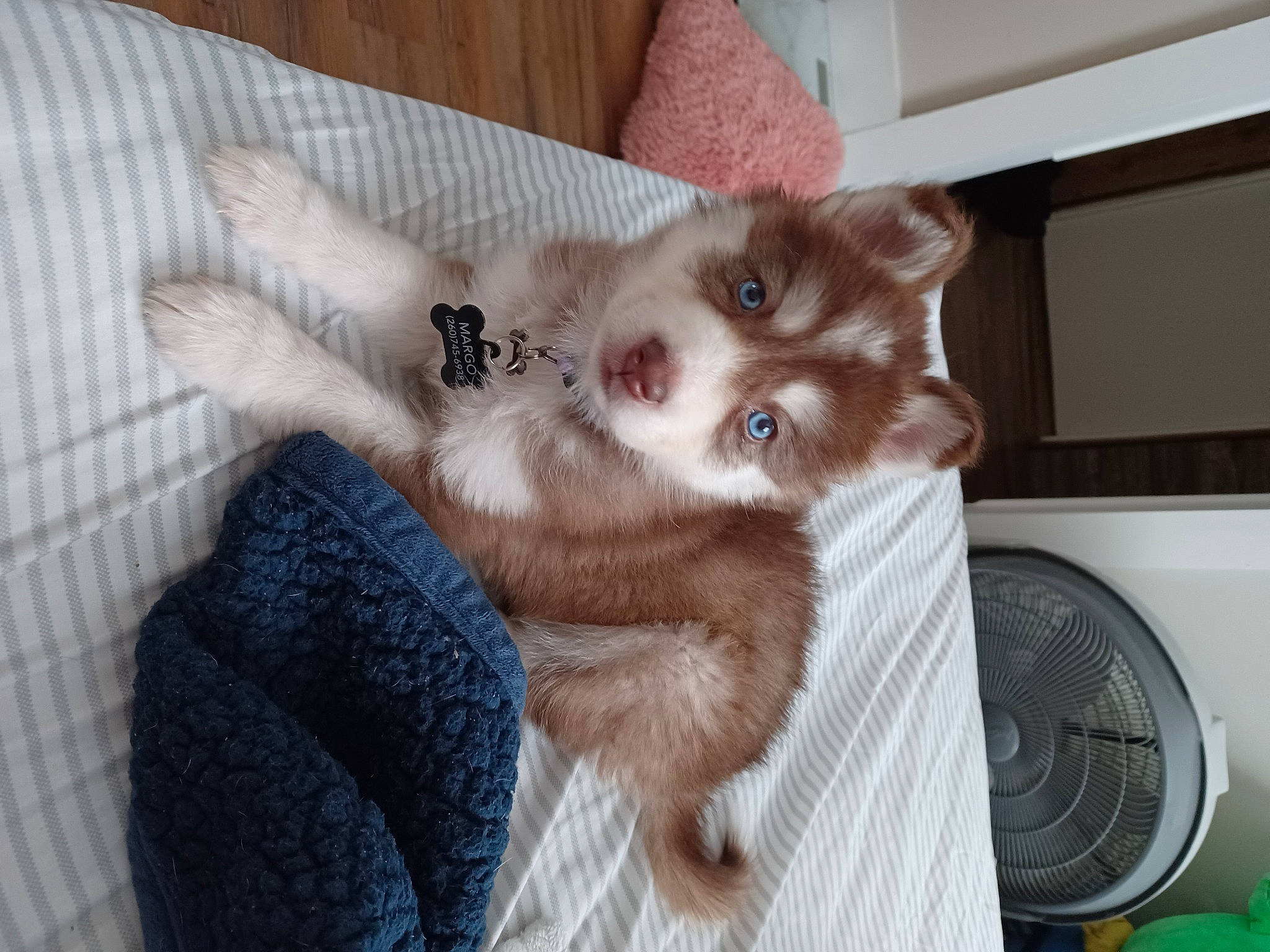 Margo joined the competition — help win amazing prizes! carnivore, comfort, companion_dog, dog, dog_breed, dog_supply, domestic_short_haired_cat, electric_fan, fawn, felidae, fur, home_appliance, mechanical_fan, paw, small_to_medium_sized_cats, snout, sporting_group, tail, whiskers, working_animal