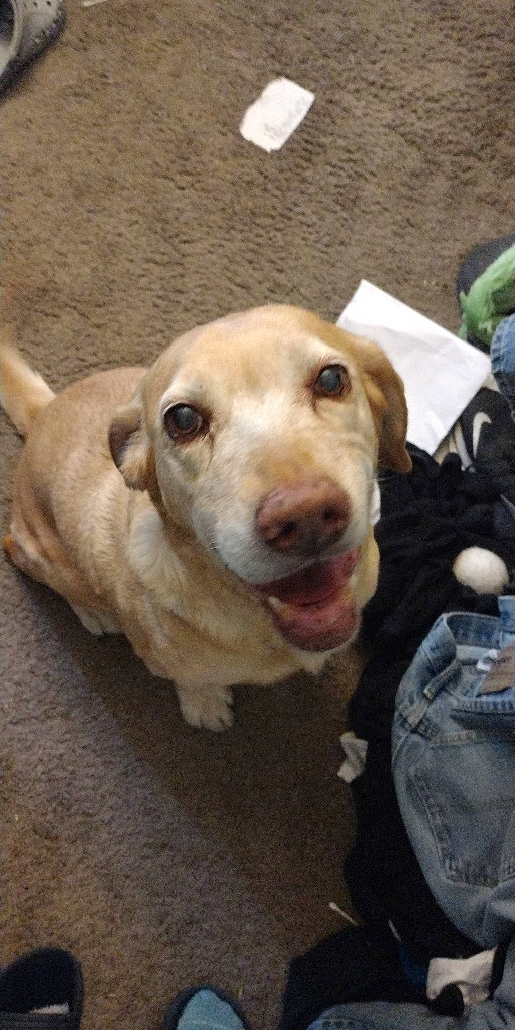 Trapper is registered to the contest to win money with this photo: canidae, carnivore, collar, companion_dog, dog, dog_breed, dog_collar, eye, fawn, fur, jaw, plastic_bag, retriever, snout, sporting_group, street_dog, terrestrial_animal, whiskers, wood, working_animal