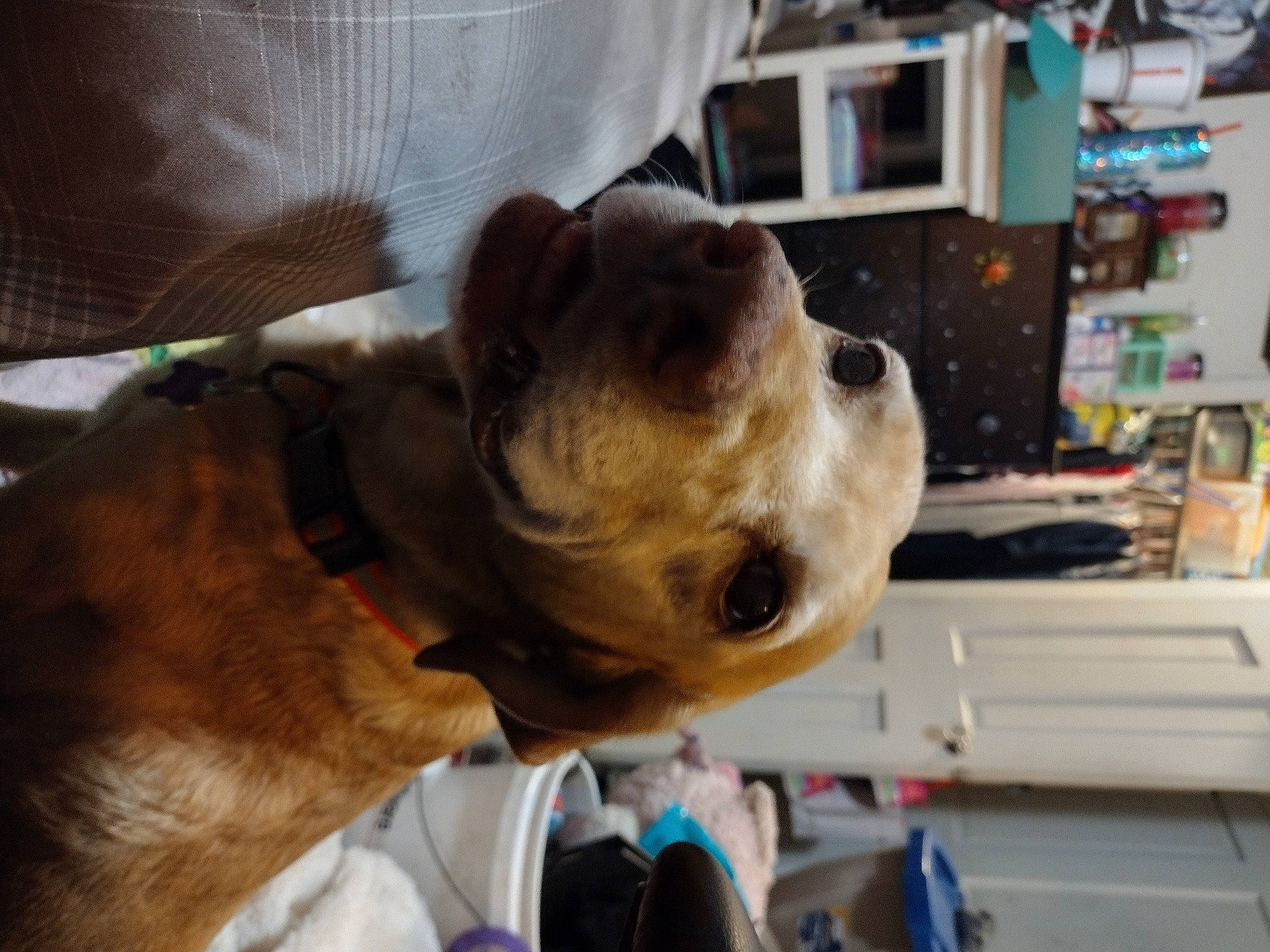 Trapper is registered to the contest to win money with this photo: canidae, carnivore, collar, companion_dog, dog, dog_breed, dog_collar, dog_supply, ear, fashion_accessory, fawn, fur, leash, liver, pet_supply, shelf, snout, sporting_group, whiskers, working_animal