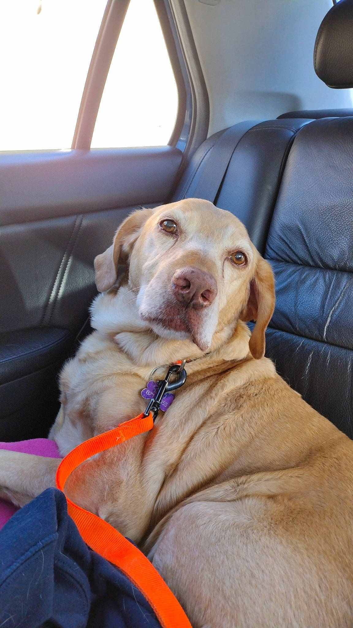 Trapper joined the competition — help win amazing prizes! canidae, car, car_seat, car_seat_cover, carnivore, collar, comfort, companion_dog, dog, dog_breed, dog_collar, fawn, fur, gun_dog, retriever, snout, sporting_group, vehicle, window, working_animal