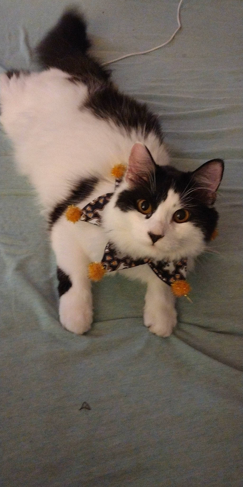 Moo joined the competition — help win amazing prizes! carnivore, cat, claw, comfort, domestic_short_haired_cat, felidae, flooring, foot, fur, paw, small_to_medium_sized_cats, snout, tail, terrestrial_animal, whiskers