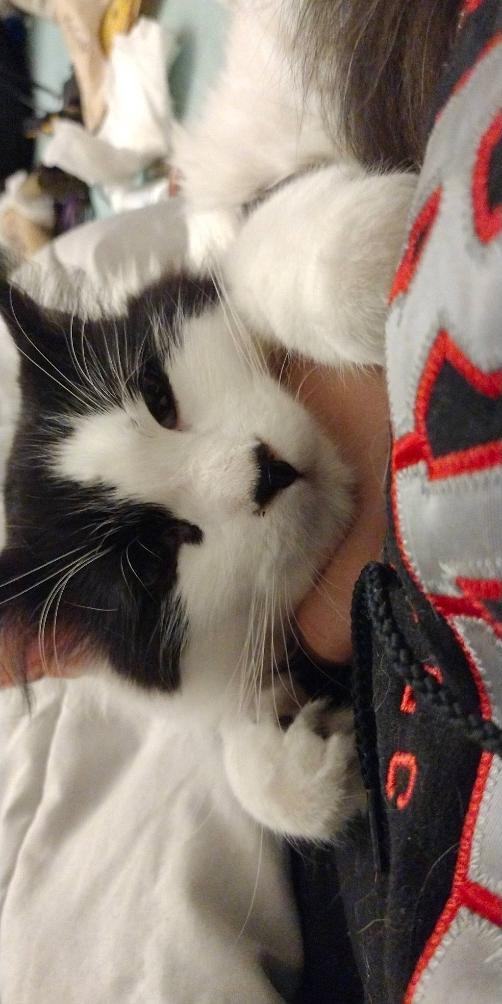 Moo joined the competition — help win amazing prizes! carmine, carnivore, cat, claw, comfort, domestic_short_haired_cat, felidae, fur, human_leg, nap, pattern, paw, small_to_medium_sized_cats, tail, whiskers