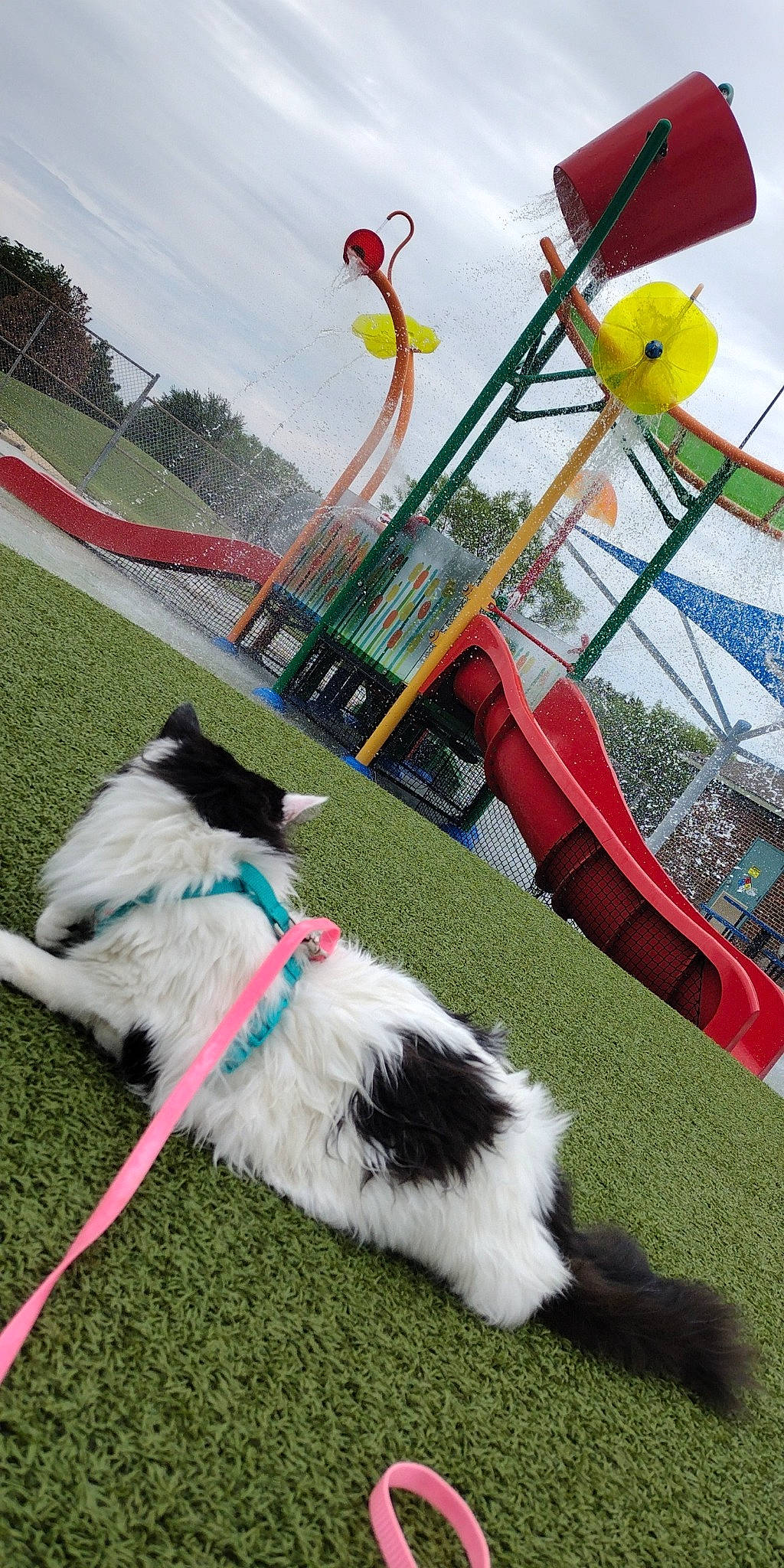 Moo joined the competition — help win amazing prizes! canidae, carnivore, chute, cloud, collar, companion_dog, dog, dog_breed, fun, grass, leisure, outdoor_play_equipment, plant, playground, pole, recreation, sky, sporting_group, tail, tree