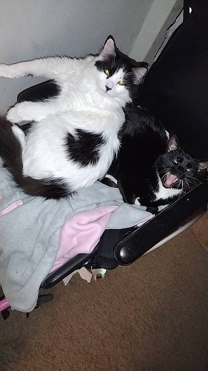 Kassie is registered to the contest to win money with this photo: bag, baggage, carnivore, cat, comfort, domestic_short_haired_cat, felidae, foot, formal_wear, fur, lap, luggage_and_bags, mammal, paw, sitting, small_to_medium_sized_cats, stairs, tail, vertebrate, whiskers