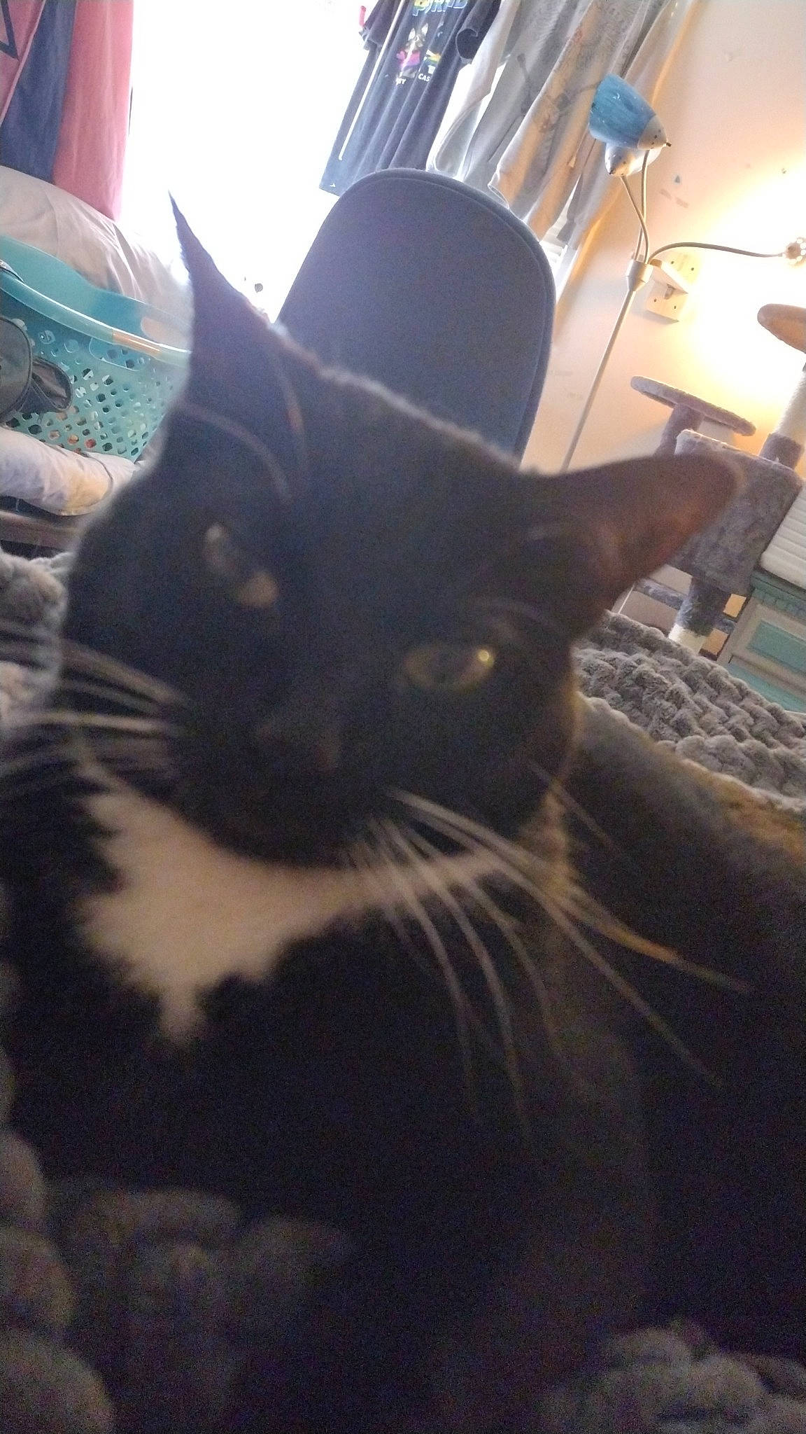 Kassie is registered to the contest to win money with this photo: black_cat, carnivore, cat, cloud, domestic_short_haired_cat, felidae, fur, grass, hat, light, metal, sky, small_to_medium_sized_cats, snout, square, tail, tints_and_shades, tree, whiskers, window