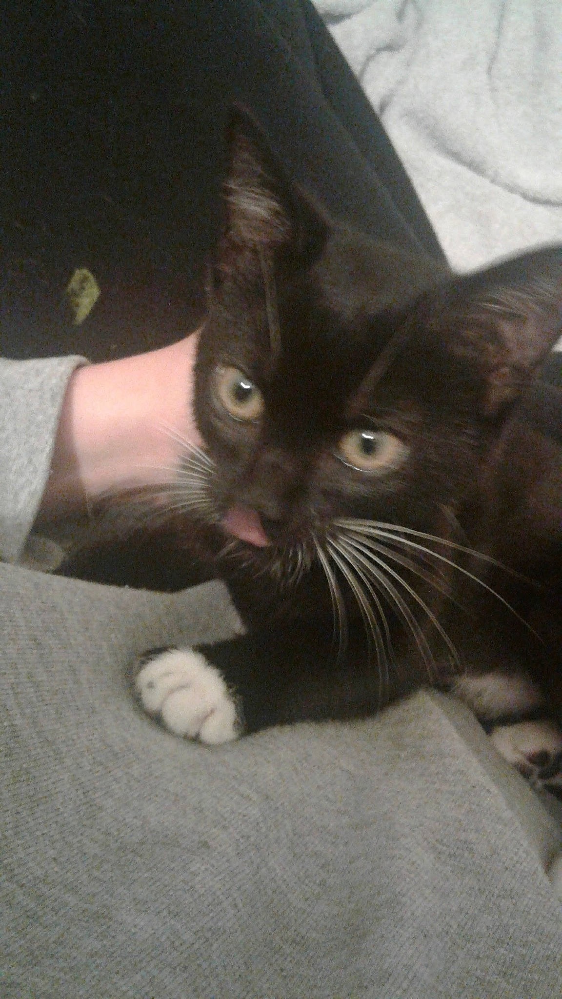 Kassie is registered to the contest to win money with this photo: black_cat, carnivore, cat, claw, comfort, domestic_short_haired_cat, ear, felidae, foot, fur, gesture, paw, small_to_medium_sized_cats, snout, tail, terrestrial_animal, whiskers