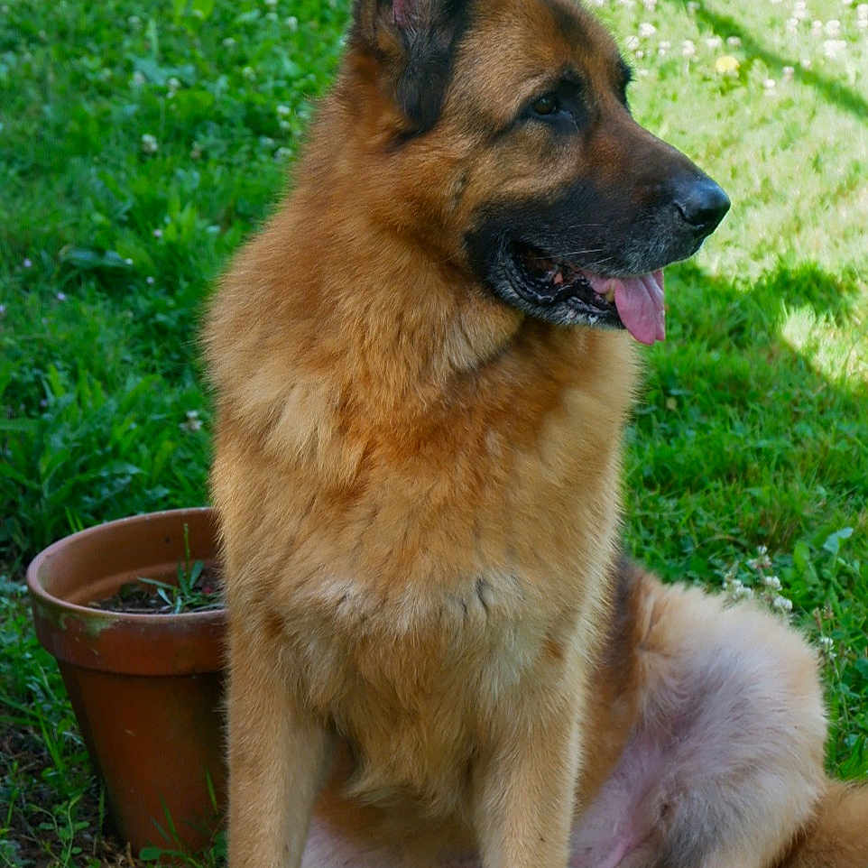 Larko
