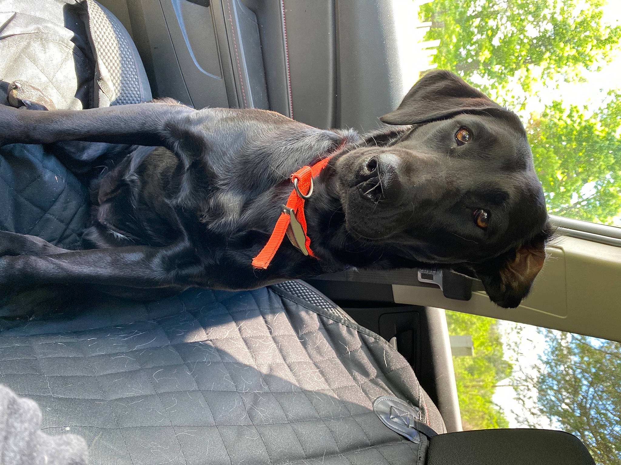 Milo is registered to the contest to win money with this photo: automotive_window_part, canidae, carnivore, collar, comfort, companion_dog, dog, dog_breed, dog_collar, guard_dog, gun_dog, hunting_dog, leash, liver, pet_supply, snout, sporting_group, vehicle_door, working_animal, working_dog