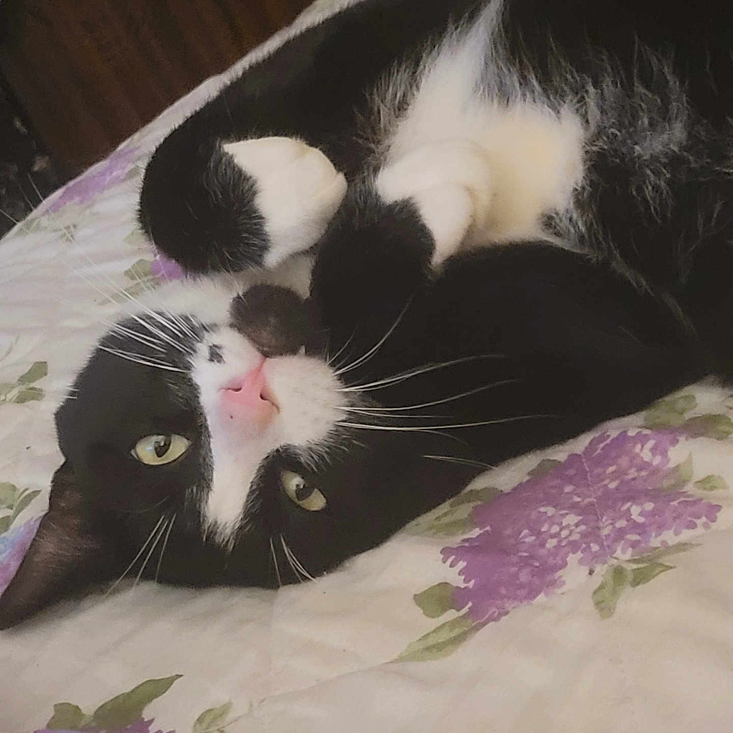 Chico joined the competition — help win amazing prizes! animal, bed, bedroom, blanket, cat, couch, cushion, face, furniture, head, homedecor, indoors, kitten, manx, person, pet, purple, quilt, room, sleeping