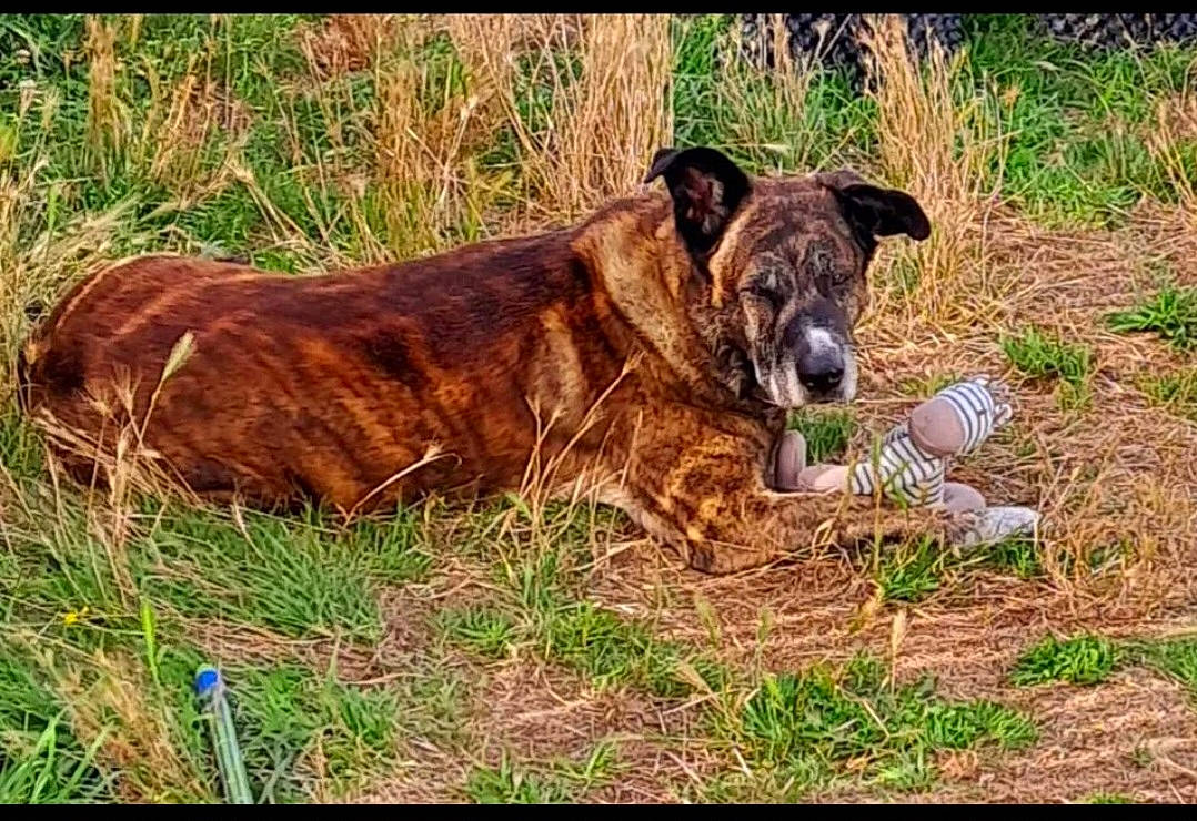 Silver participe au concours pour gagner de l'argent avec cette photo : carnivore, collar, companion_dog, dog, dog_breed, dog_collar, fawn, grass, grassland, groundcover, liver, pasture, plant, snout, sporting_group, tail, terrestrial_animal, trunk, whiskers, working_animal
