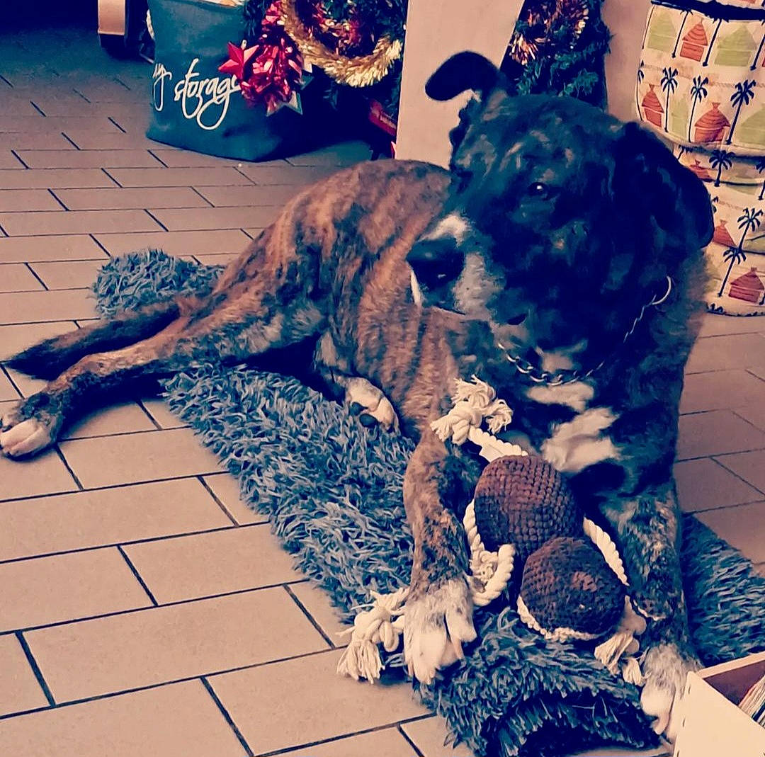 Silver a rejoint le concours — aidez-le/la à gagner de superbes lots ! canidae, carnivore, cloud, companion_dog, dog, dog_breed, dog_collar, electric_blue, felidae, flooring, fur, guard_dog, happy, metal, selfie, snout, sporting_group, square, tail, working_animal