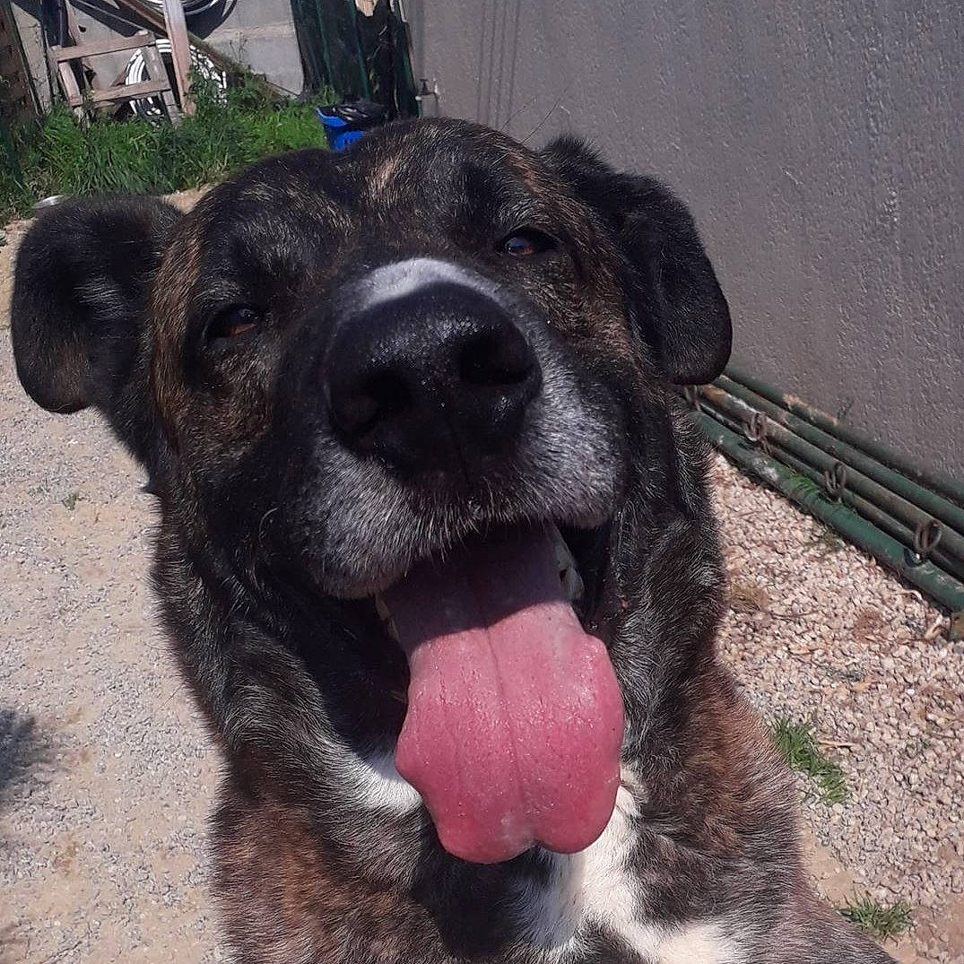 Silver participe au concours pour gagner de l'argent avec cette photo : borador, canidae, carnivore, collar, companion_dog, dog, dog_breed, dog_collar, fawn, fur, grass, guard_dog, liver, paw, snout, street_dog, terrestrial_animal, working_animal, working_dog, wrinkle