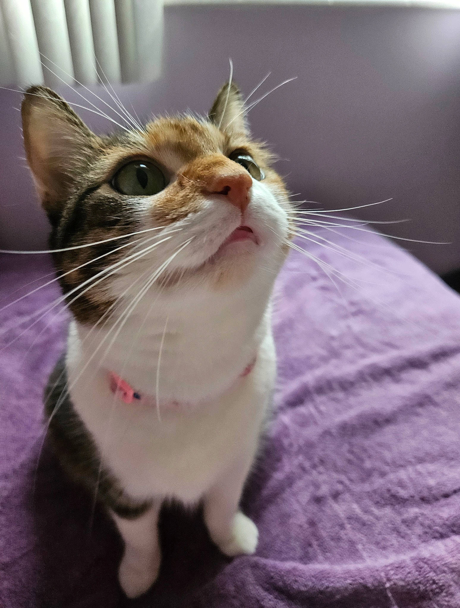 Honey is registered to the contest to win money with this photo: carnivore, cat, claw, comfort, domestic_short_haired_cat, fang, felidae, fur, paw, pet_supply, small_to_medium_sized_cats, snout, tail, whiskers, window