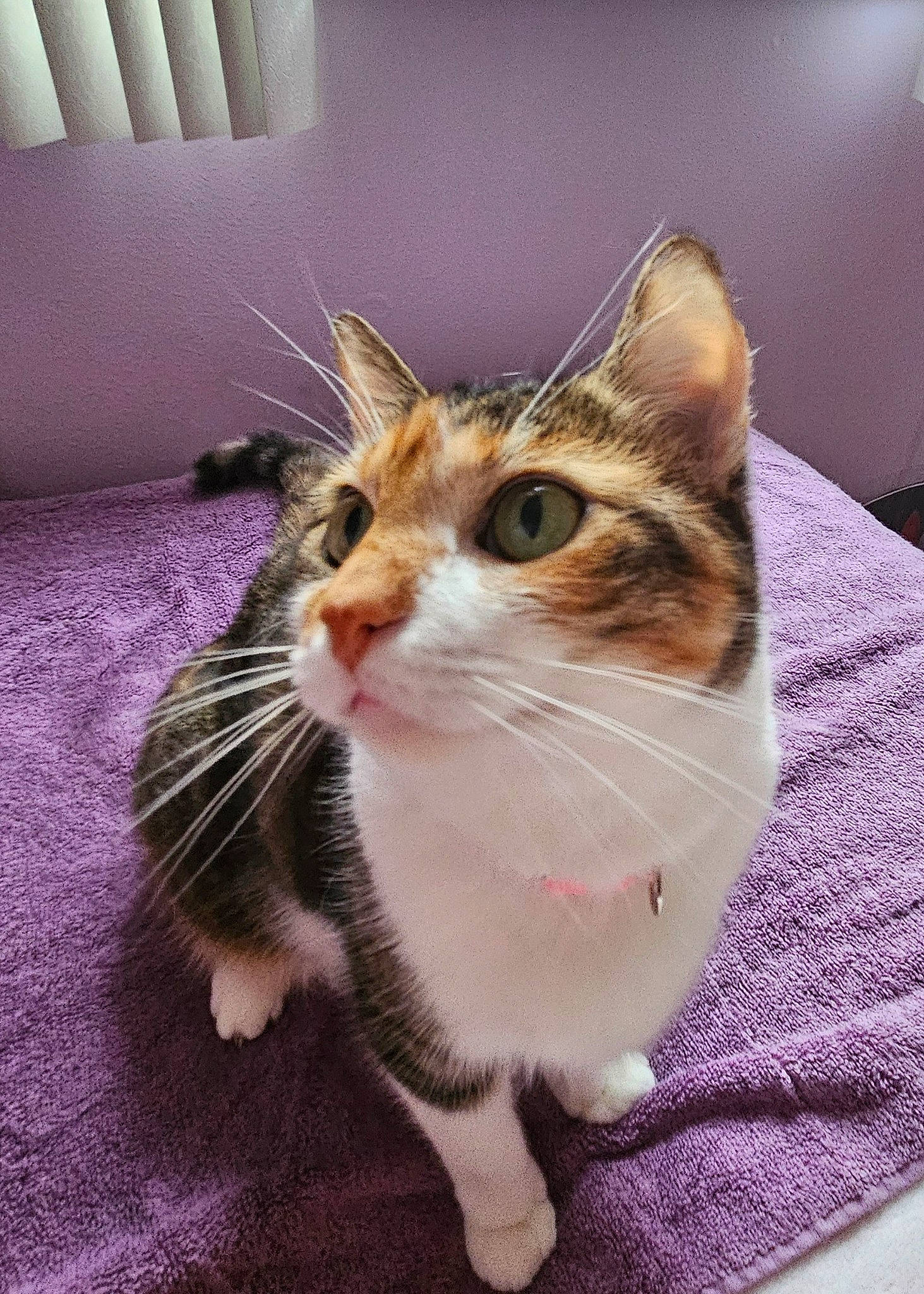 Honey joined the competition — help win amazing prizes! carnivore, cat, comfort, domestic_short_haired_cat, eye, felidae, fur, hair, head, paw, sitting, small_to_medium_sized_cats, snout, whiskers