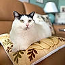 cat, pet, animal, black_and_white, fluffy, longhaired, green_eyes, whiskers, ears, nose, sitting, cushion, floral_pattern, sofa, living_room, indoor, home, portrait, closeup, cozy