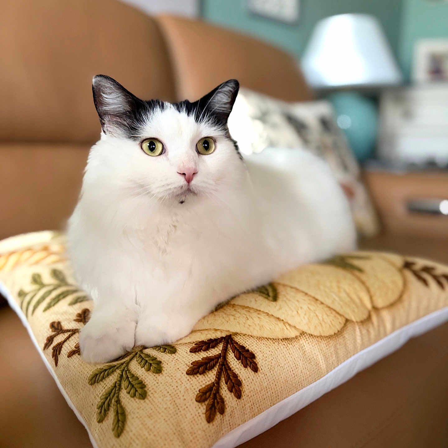 Barnie joined the competition — help win amazing prizes! cat, pet, animal, black_and_white, fluffy, longhaired, green_eyes, whiskers, ears, nose, sitting, cushion, floral_pattern, sofa, living_room, indoor, home, portrait, closeup, cozy