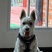 Ollie joined the competition — help win amazing prizes! dog, white_dog, pet, indoor, window, harness, tongue_out, sitting, floor, ears_up, fur, cute, animal, companion, domestic, portrait, home, resting, friendly, canine