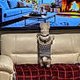 Ollie is registered to the contest to win money with this photo: dog, sweater, couch, blanket, plaid, television, fireplace, christmas_tree, cat, living_room, decorations, candles, pillow, wood_floor, window, plant, cozy, indoor, pet, home