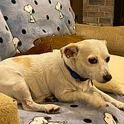 Bean is registered to the contest to win money with this photo: dog, small_dog, white_dog, blue_collar, couch, blanket, snoopy_pattern, polka_dots, indoor, pet, animal, relaxed, fur, ears, nose, paw, home, cozy, furniture, living_room