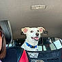 dog, white_dog, blue_collar, car_interior, backseat, mesh_barrier, happy, pet, animal, vehicle, window, seat, leather_seat, person_partial, sunglasses, daylight, transportation, companion, smiling, domestic_animal