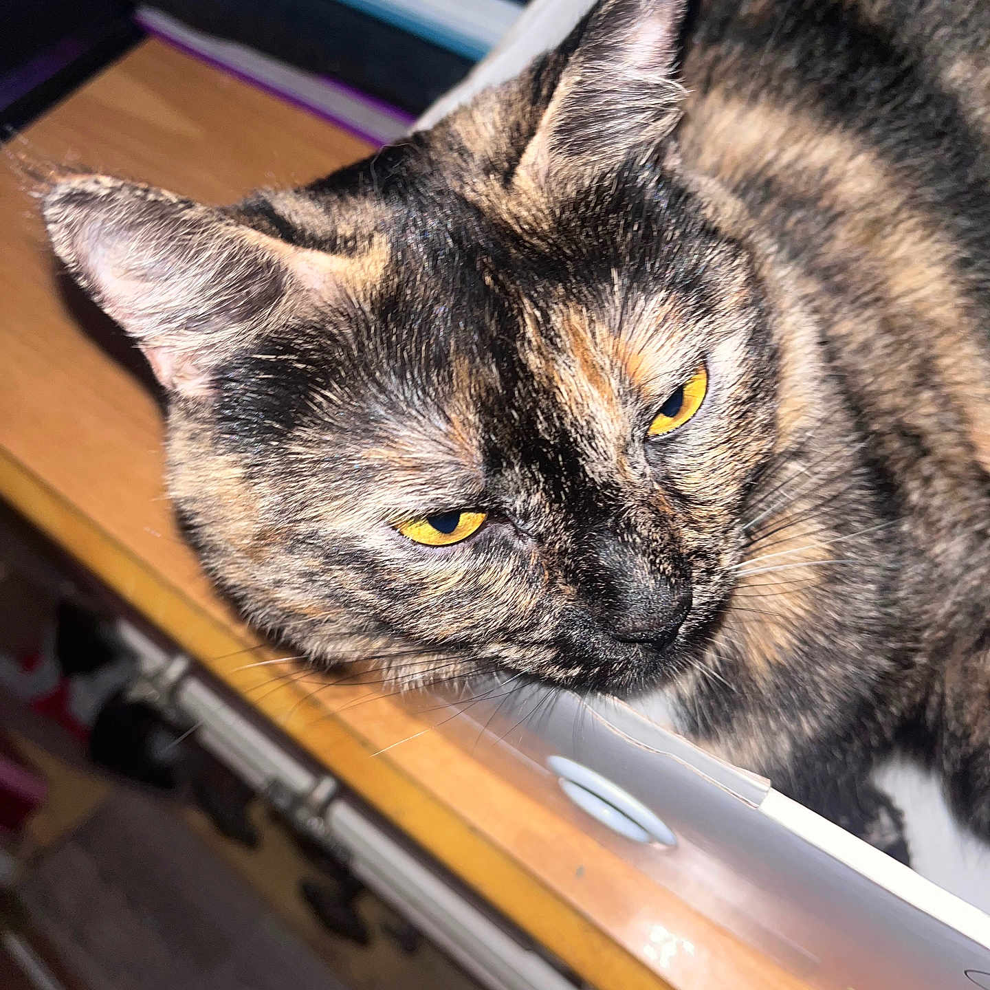 Mocha