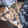 animal, blanket, books, box, cat, closeup, cozy, domestic, feline, flash_light, fur, indoor, paw, pet, resting, shelf, sleepy, tortoiseshell, wooden_surface, yellow_eyes