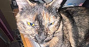 Mocha joined the competition — help win amazing prizes! animal, boxes, cat, close_up, clutter, domestic_animal, ears, expression, face, feline, fur, household_items, indoor, pet, resting, table, tortoiseshell, unimpressed, whiskers, yellow_eyes
