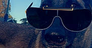 Buddy is registered to the contest to win money with this photo: accessory, animal, brown_fur, canine, closeup, cute, daytime, dog, friendly, funny, hand, nature, outdoor, pet, portrait, rose_emoji, shade, sky, sunglasses, sunlight