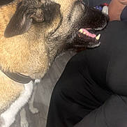 Buddy joined the competition — help win amazing prizes! animal, begging, black, brown, canine, collar, dog, floor, food, fur, happy, indoor, mouth_open, person, pet, plate, side_view, tongue, waiting, white